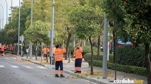 Trabajadoresrecogiendo naranjas amargas