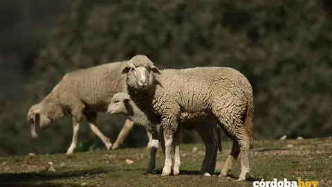 Ovejas del Valle de Los Pedroches