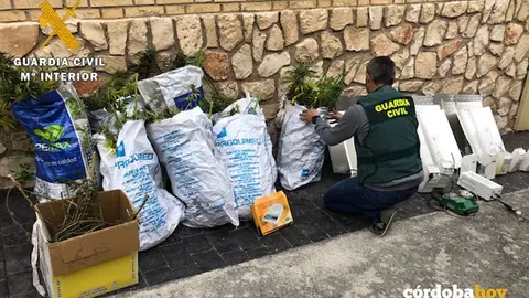 Plantaci&oacute;n de marihuana en Lucena desmantelada por la Guardia Civil