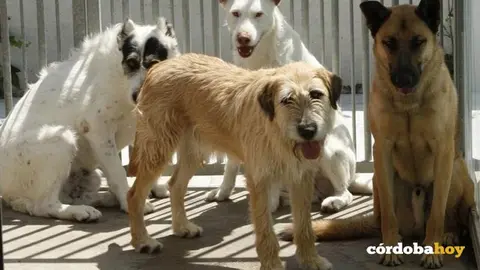 Animales de compa&ntilde;&iacute;a, perros
