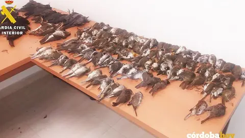 Aves cazadas ilegalmente e incautadas por la Guardia Civil