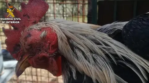 Gallo de pelea recuperado por la Guardia Civil en operaciones anteriores