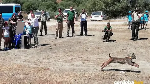 Liberaci&oacute;n del lince 'Pachorras' en el &aacute;rea del Guadalmellato
