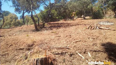 Desbroces y talas en El Salado