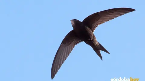 Vencejo en pleno vuelo