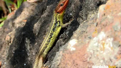 bicho en El Patriarca