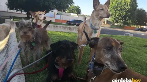 Cloe, echada, junto a su familia perruna