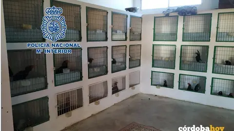 Gallos requisados