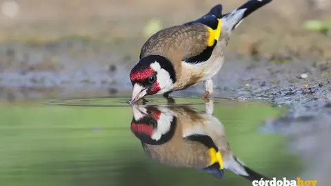 El jilguero es una de las aves que se capturan dentro de la pr&aacute;ctica del silvestrismo