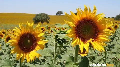 Campo de girasoles, en una imagen de archivo