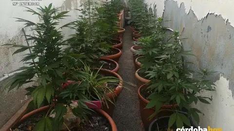 Marihuana aprehendida en La Rambla