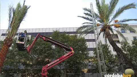 Palmeras del Corte Ingl&eacute;s