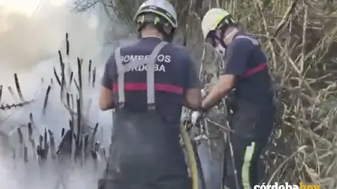 Actuaci&oacute;n de los bomberos en una zona de ca&ntilde;as de ribera