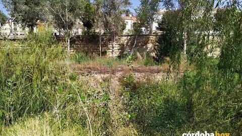 Vegetaci&oacute;n en la margen derecha del Guadalquivir a su paso por C&oacute;rdoba