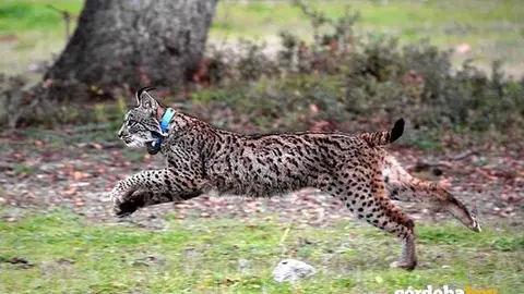 Lince soltado en libertad