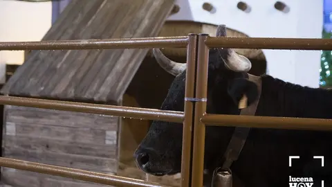 La vaca maltratada en el Bel&eacute;n de Lucena