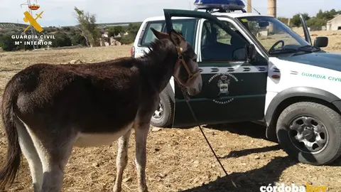Asno de Rute en manos de la Guardia Civil