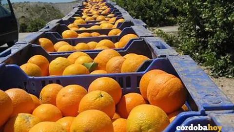 Campa&ntilde;a de la naranja en C&oacute;rdoba, en una imagen de archivo