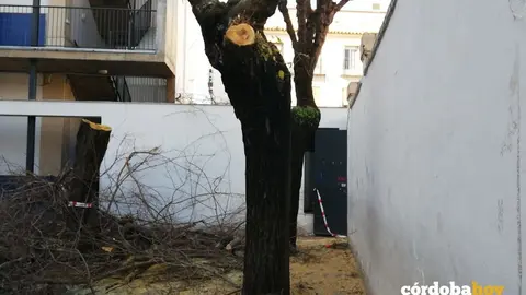 Tala de &aacute;rboles en el colegio 'L&oacute;pez Di&eacute;guez'