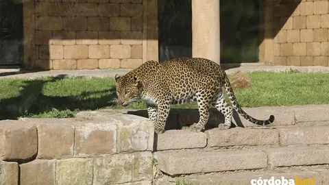 Leopardo de Sri Lanka en el Zool&oacute;gico de C&oacute;rdoba