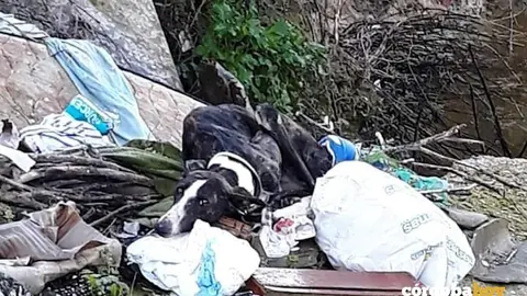 Galga encontrada entre la basura por 'Galgos del sur'