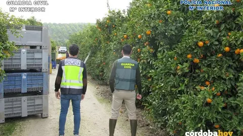 Actuaci&oacute;n conjunta de la Guardia Civil y la Polic&iacute;a Nacional en Palma del R&iacute;o