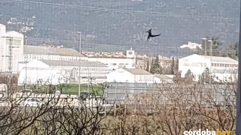 Vencejo muerto en la malla de la Facultad de Ciencias de la Educaci&oacute;n