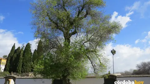 Fresno de la Granja del Estado, uno de los &aacute;rboles singulares de esta lugar tambi&eacute;n conocido como Alameda del Obispo