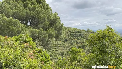Bosque de sierra