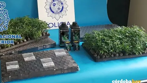 Las peque&ntilde;as plantas que llevaban en su malatero dos de los detenidos