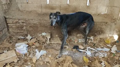 Uno de los galgos rescatados por 'Galgos del sur'