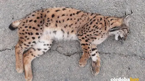 Lince atropellado en una imagen de archivo de Ecologistas en Acci&oacute;n