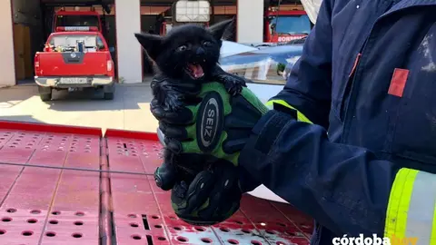 Gato rescatado por los bomberos
