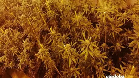 plantas