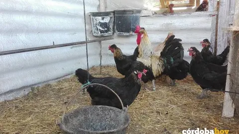 Gallinas en corrales, en una imagen de