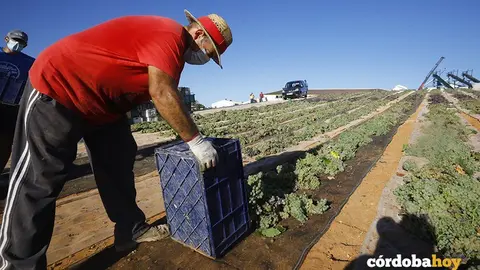 Paseras de la cooperativa de San Acacio, en Montemayor
