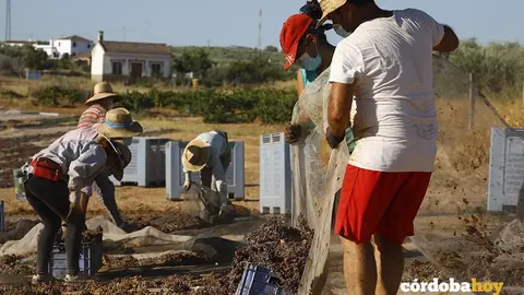 Paseras de la cooperativa de San Acacio, en Montemayor