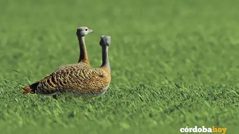 Avutardas en la ZEPA del Alto Guadiato