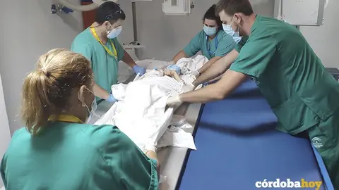 Sanitarios del Reina Sof&iacute;a atendiendo a un paciente de Covid-19
