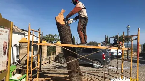 Beni Hidalgo empezando a trabajar con el tronco