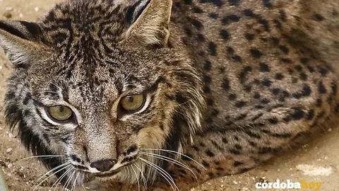 Lince ib&eacute;rico