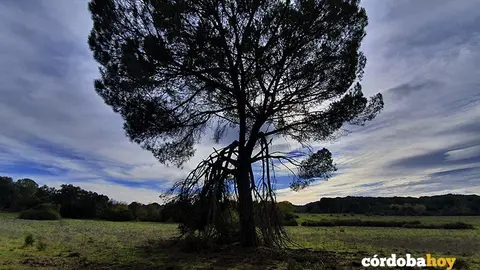 Paisaje oto&ntilde;al en Santa Mar&iacute;a de Trassierra