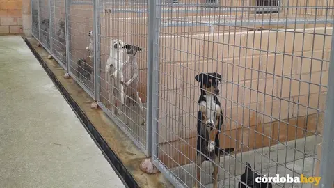 Perros en una protectora