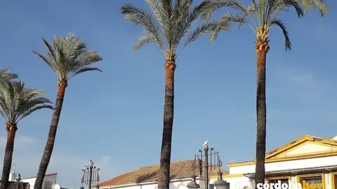 Poda en Ca&ntilde;ero
