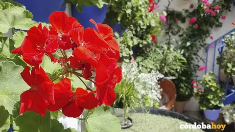 Patio de Guzmanas, 7