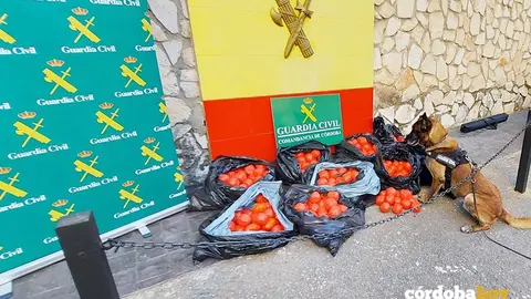 Un perro anti-droga de la Guardia Civil junto al hach&iacute;s intervenido en Lucena