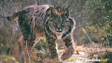 Lince ib&eacute;rico