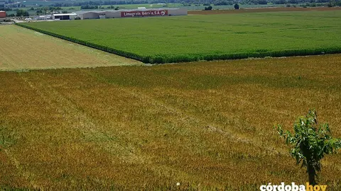 Terrenos de La Rinconada donde ir&aacute; la futura Base Log&iacute;stica del Ej&eacute;rcito de Tierra