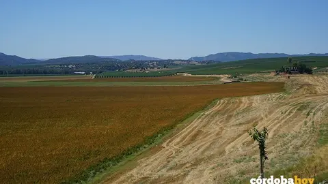 Terrenos de La Rinconada donde ir&aacute; la futura Base Log&iacute;stica del Ej&eacute;rcito de Tierra
