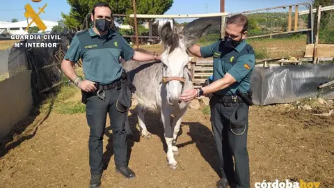 Asno rescatado por la Guardia Civil